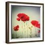 Bloom II-Amy Melious-Framed Premium Giclee Print