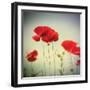 Bloom II-Amy Melious-Framed Premium Giclee Print