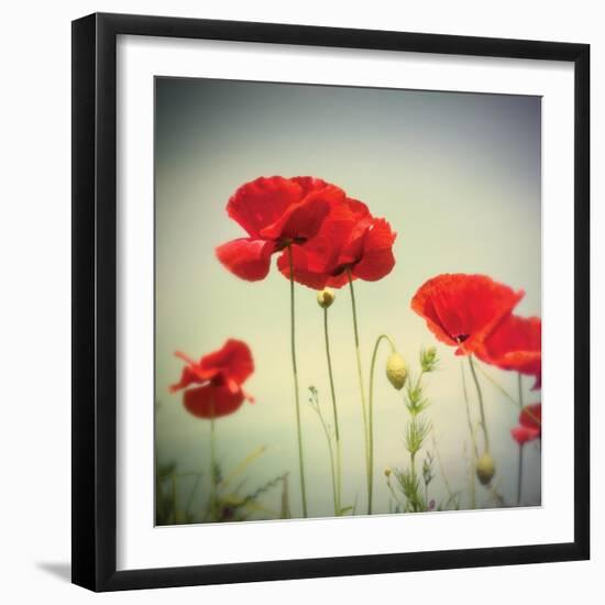 Bloom II-Amy Melious-Framed Art Print