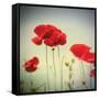 Bloom II-Amy Melious-Framed Stretched Canvas