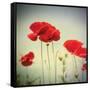 Bloom II-Amy Melious-Framed Stretched Canvas