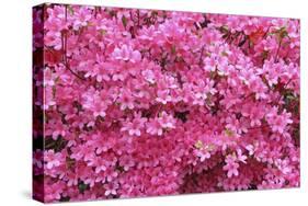 Bloom of Azalea Flowers. Winkworth Arboretum, Surrey, UK, May-Mark Taylor-Stretched Canvas