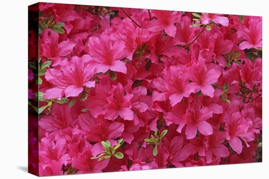 Bloom of Azalea Flowers. Winkworth Arboretum, Surrey, UK, May-Mark Taylor-Stretched Canvas