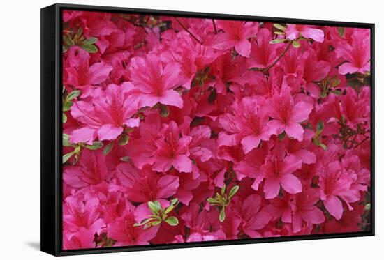 Bloom of Azalea Flowers. Winkworth Arboretum, Surrey, UK, May-Mark Taylor-Framed Stretched Canvas