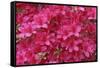 Bloom of Azalea Flowers. Winkworth Arboretum, Surrey, UK, May-Mark Taylor-Framed Stretched Canvas