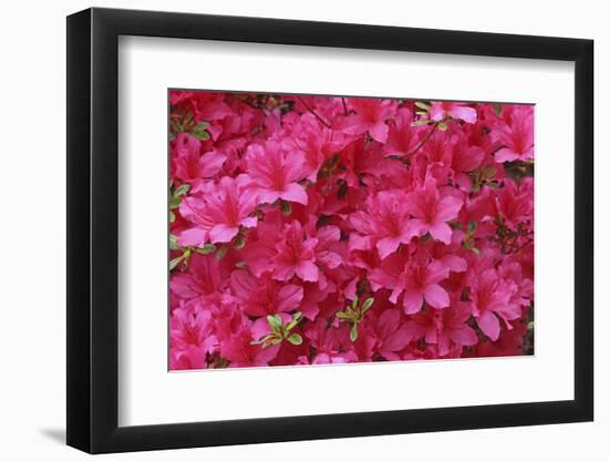 Bloom of Azalea Flowers. Winkworth Arboretum, Surrey, UK, May-Mark Taylor-Framed Photographic Print