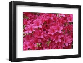 Bloom of Azalea Flowers. Winkworth Arboretum, Surrey, UK, May-Mark Taylor-Framed Photographic Print