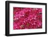 Bloom of Azalea Flowers. Winkworth Arboretum, Surrey, UK, May-Mark Taylor-Framed Photographic Print