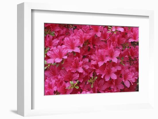 Bloom of Azalea Flowers. Winkworth Arboretum, Surrey, UK, May-Mark Taylor-Framed Photographic Print