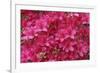 Bloom of Azalea Flowers. Winkworth Arboretum, Surrey, UK, May-Mark Taylor-Framed Photographic Print