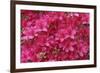 Bloom of Azalea Flowers. Winkworth Arboretum, Surrey, UK, May-Mark Taylor-Framed Photographic Print