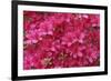 Bloom of Azalea Flowers. Winkworth Arboretum, Surrey, UK, May-Mark Taylor-Framed Photographic Print