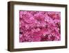 Bloom of Azalea Flowers. Winkworth Arboretum, Surrey, UK, May-Mark Taylor-Framed Photographic Print