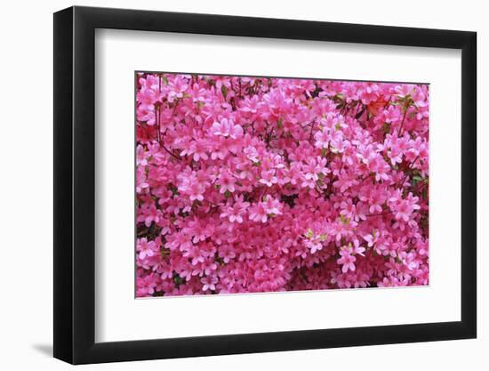 Bloom of Azalea Flowers. Winkworth Arboretum, Surrey, UK, May-Mark Taylor-Framed Photographic Print