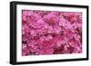 Bloom of Azalea Flowers. Winkworth Arboretum, Surrey, UK, May-Mark Taylor-Framed Photographic Print