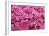 Bloom of Azalea Flowers. Winkworth Arboretum, Surrey, UK, May-Mark Taylor-Framed Photographic Print