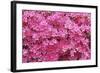 Bloom of Azalea Flowers. Winkworth Arboretum, Surrey, UK, May-Mark Taylor-Framed Photographic Print