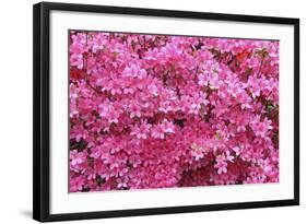 Bloom of Azalea Flowers. Winkworth Arboretum, Surrey, UK, May-Mark Taylor-Framed Photographic Print