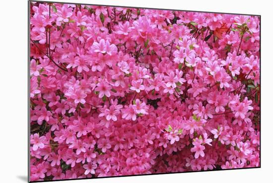Bloom of Azalea Flowers. Winkworth Arboretum, Surrey, UK, May-Mark Taylor-Mounted Photographic Print
