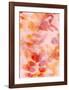 Bloom Rose-Morioke-Framed Art Print