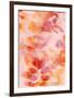 Bloom Rose-Morioke-Framed Art Print