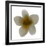 Bloom Taupe II-Hannah Carlson-Framed Art Print