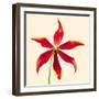 Bloom V-Max Carter-Framed Giclee Print