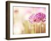 Bloom-Carolyn Cochrane-Framed Photographic Print