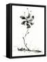 Bloom-null-Framed Stretched Canvas