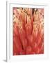 Blooming Allium-null-Framed Photographic Print