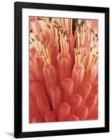 Blooming Allium-null-Framed Photographic Print