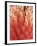 Blooming Allium-null-Framed Photographic Print