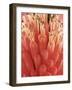Blooming Allium-null-Framed Photographic Print