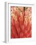 Blooming Allium-null-Framed Photographic Print