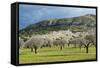 Blooming Almond Trees-Norbert Schaefer-Framed Stretched Canvas