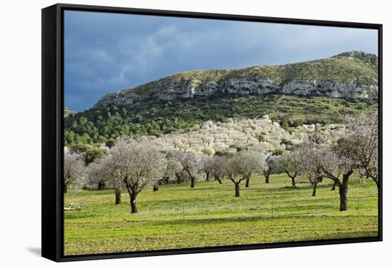 Blooming Almond Trees-Norbert Schaefer-Framed Stretched Canvas