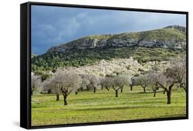 Blooming Almond Trees-Norbert Schaefer-Framed Stretched Canvas