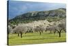 Blooming Almond Trees-Norbert Schaefer-Stretched Canvas