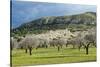 Blooming Almond Trees-Norbert Schaefer-Stretched Canvas