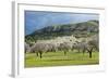 Blooming Almond Trees-Norbert Schaefer-Framed Photographic Print