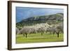 Blooming Almond Trees-Norbert Schaefer-Framed Photographic Print