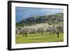 Blooming Almond Trees-Norbert Schaefer-Framed Photographic Print