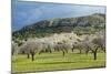 Blooming Almond Trees-Norbert Schaefer-Mounted Photographic Print