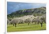 Blooming Almond Trees-Norbert Schaefer-Framed Photographic Print