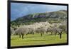 Blooming Almond Trees-Norbert Schaefer-Framed Photographic Print