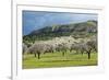 Blooming Almond Trees-Norbert Schaefer-Framed Photographic Print