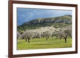 Blooming Almond Trees-Norbert Schaefer-Framed Photographic Print