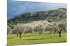 Blooming Almond Trees-Norbert Schaefer-Mounted Photographic Print