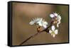 Blooming Apple Tree on a Blurred Natural Background. Selective Focus. High Quality Photo-Anna-Nas-Framed Stretched Canvas