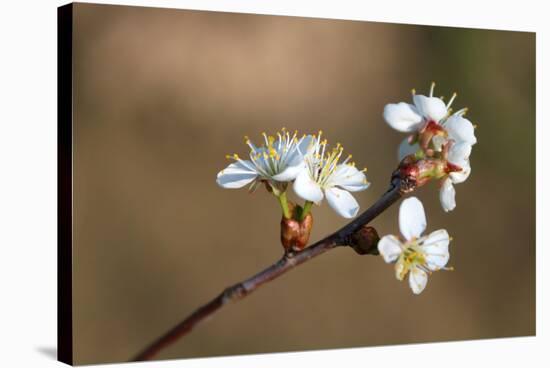 Blooming Apple Tree on a Blurred Natural Background. Selective Focus. High Quality Photo-Anna-Nas-Stretched Canvas